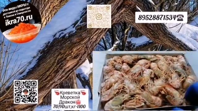 Креветка??в Томске?.Северске?Креветка?Морской Дракон?. ikra70.ru?. 89528871534?