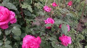 Роза Венроза ( Venrosa ) Крупноцветковые чайно гибридные розы.