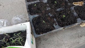 Пикировка картошки из семян