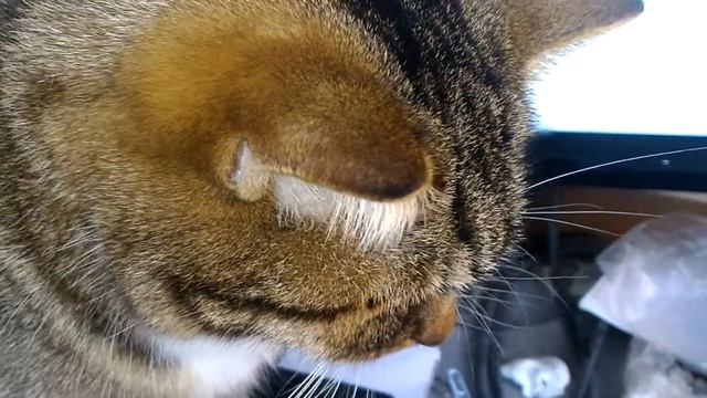 Жук-носорог смотреть онлайн