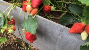 ДЖОЛИ - неприхотливый сорт клубники