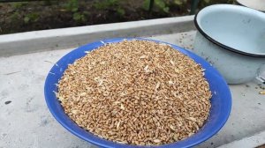 Какие корма лучше применять в племенной сезон для полноценного разведения голубей.