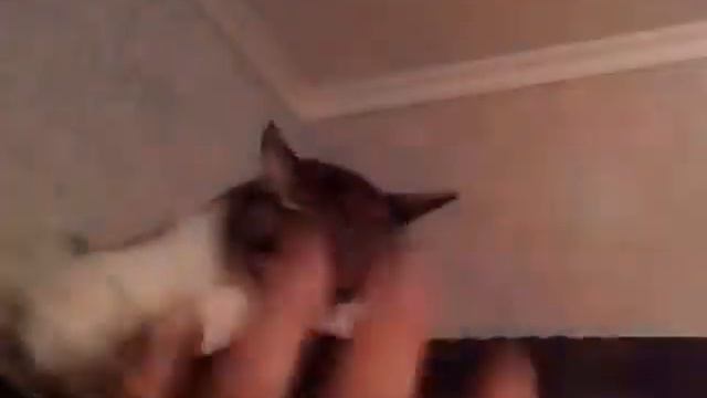 Горячий Кот смотреть онлайн