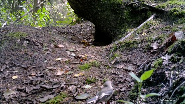 Хроники ГОРОДА БАРСУКОВ -29 смотреть онлайн