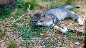 Как кошки выбирают себе хозяина?