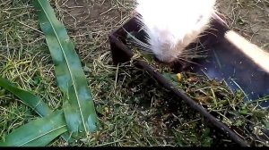 Нутрия купается в ванне