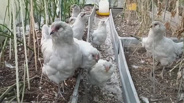 Переезд Амерауканов из теплицы на зимовку в теплый курятник