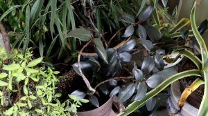 Indoor Plants for the Winter Blues | House Plants | Anthurium, Hoya, Dieffenbachia, Jade Plant.