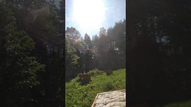 Мое пчеловодство в Удмуртии.