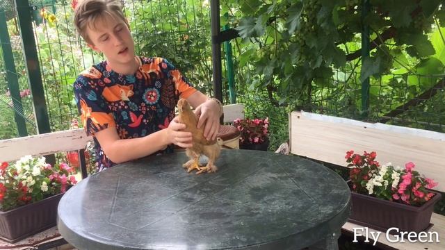 Мои птицы\Куры\Цыплята Брама, Кохинхин.
