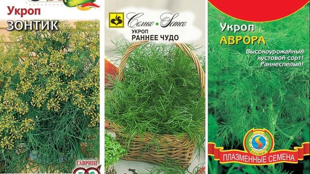 У вас есть семена зелени? Посейте под зиму семена, получите ранний урожай.