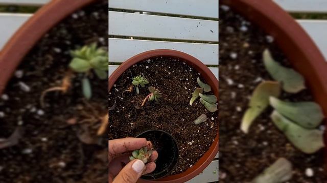 COMO PROPAGAR AS SUCULENTAS| PLANTAR OS BEBÊS DA ECHEVERIA MÍNIMA | REPLANTE DAS SUCULENTAS смотреть онлайн