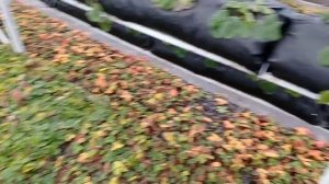 Кассетная рассада клубники малообъемка зимой!!!