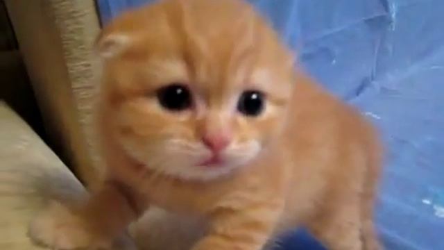 Шипящий котенок