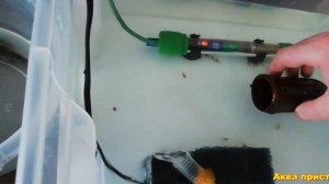 Как я разводил анциструсов