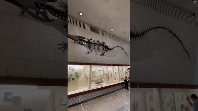 Скелет динозавра на стене музея #палеонтология #музей #динозавр #shorts #nice #moscow #paleontology