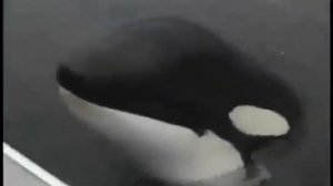 Дикая касатка играет с человеком