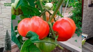 ВЫСОКОРОСЛЫЕ КРУПНОПЛОДНЫЕ ТОМАТЫ для отрытого грунта! Советы от ЗЕЛЕНОГО ОГОРОДА!