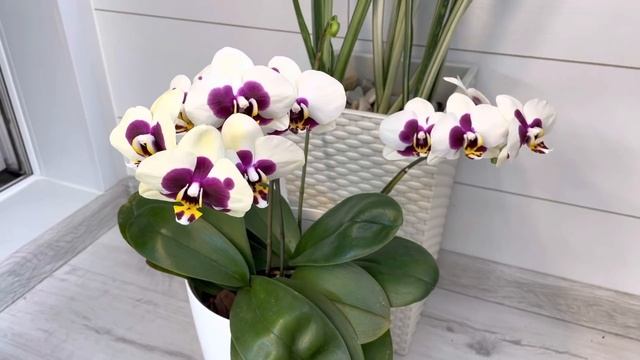 РАЙСКАЯ лоджия? или ЦВЕТЕНИЕ моих ОРХИДЕЙ? новая колонка Тronsmart смотреть онлайн