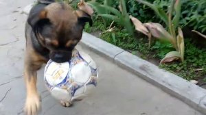 Пти брабансон. Туся мячики мячики часть 2