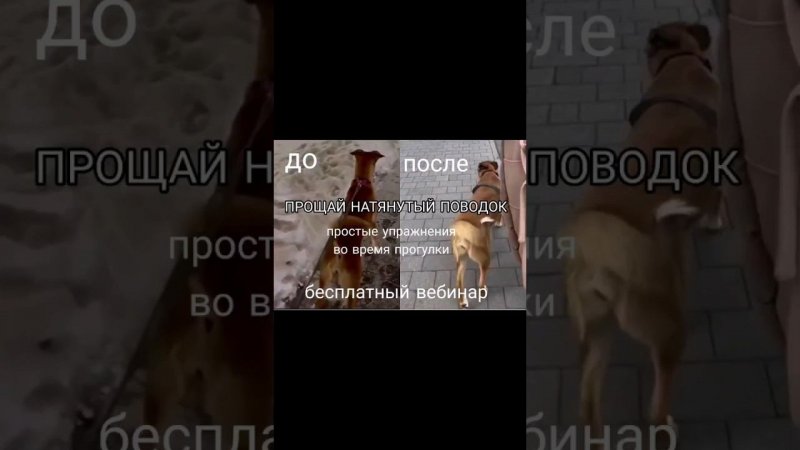 Как дрессировать собаку, чтобы она перестала тянуть поводок за 20 минут в день. Бесплатный вебинар