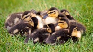 Детская песенка Танец маленьких утят