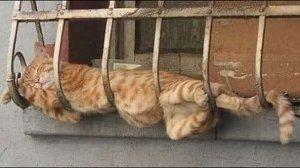 ? Коты против логики !? Приколы с котами и собаками 2022 #26