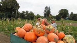 Сбор тыквы в деревне
