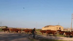 Южный Аппендикс России ПОКРОВКА ВЕЧЕРОМ Из цикла "ЮАР и его обитатели".Home fauna Russian villages