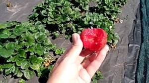 Сорт клубники КСД Магнус- ягода для гурманов.