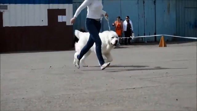 Алабай,кобель питомника ТАЁЖНЫЙ ТАЛИСМАН Интерчемпион ,Чемпион производитель,чемпион России смотреть онлайн