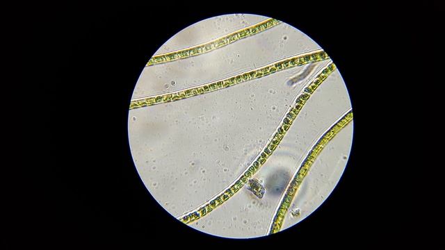 НИТЧАТКА В МИКРОСКОП. УВЕЛИЧЕНИЕ 640х смотреть онлайн