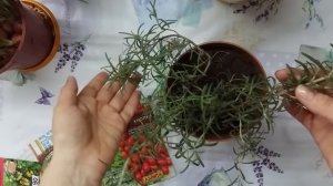 Видеообзор. Зелень на подоконнике!