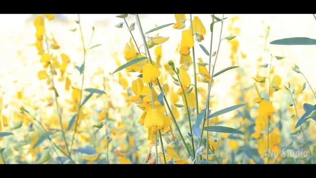 Canon EOS 80D Video Test смотреть онлайн