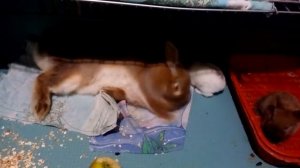 малыши(кролики)