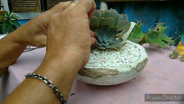 Garimpando mudas no meu cultivo, ...Dicas do canal.... смотреть онлайн