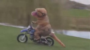 Смешной надувной костюм динозавра T-REX