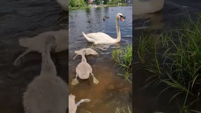 погладил птенца лебедя он такой мягкий и пушистый на ощупь #swan #лебеді #лебедь #птенцы #пташенята