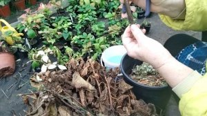 Одревесневшие черенки гортезии посадка зимой череночник