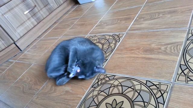 Кот завел себе мышку! смотреть онлайн