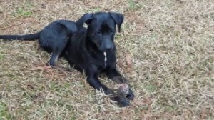 Growly Grrreg, Rufus & Brenda Lee Brindle