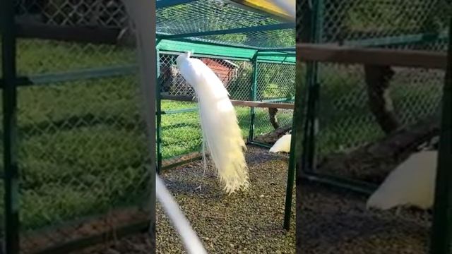 Огромные белые павлины альбиносы!!!! Какая красота. смотреть онлайн