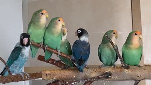Что делать чтобы у НЕРАЗЛУЧНИКОВ ПОЯВИЛИСЬ ПТЕНЦЫ!