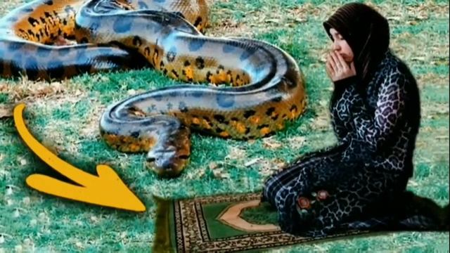 Дар вакти Намоз Хониаш Мори Калоне Барома#МучизаТв смотреть онлайн