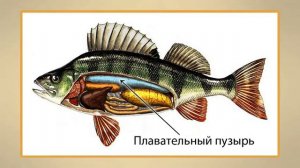 Рыбы  Признаки рыб
