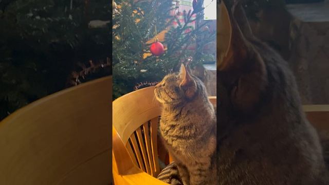 Василиса помогает разобрать елку)