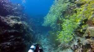 Dive Site: Labyrinth! -  - Raa Atoll Maldives diving 2016