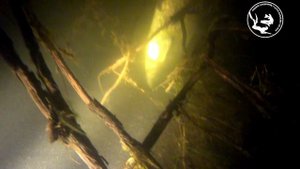 Подводная охота на сома. Сом запутался в корягах. Подводная охота в Башкирии. Река Белая.