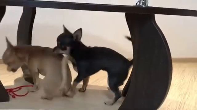 Чихуахуа в продаже,замечательные щеночки с документами РКФ,редкие окрасы смотреть онлайн