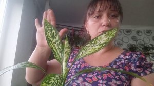 Диффенбахии, обзор🤗